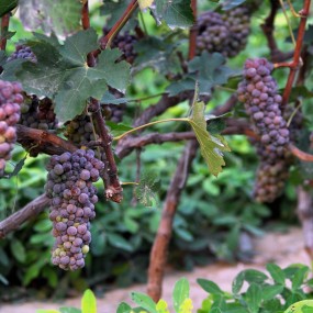 【16年垄上行】