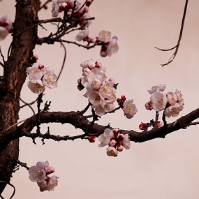 【习拍】  春 —— 杏 花