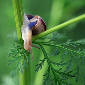 蜗牛的另样顽强