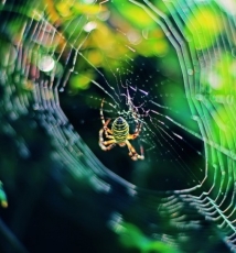 美妙的露珠光斑