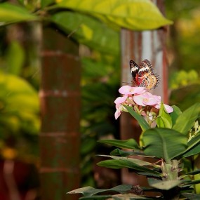 清迈旅游建筑篇