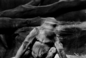 Andrea Alessio黑白摄影作品｜动物园