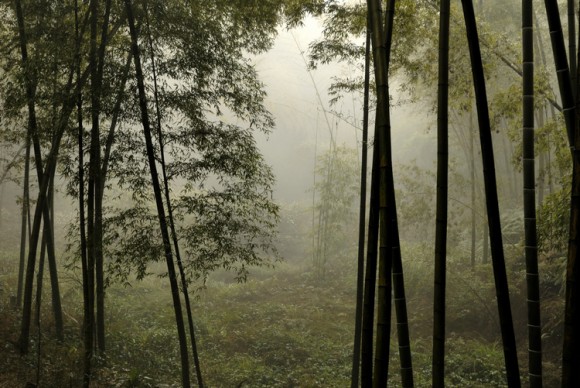 晨雾景色朦胧美