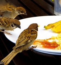 劫“色”沙巴的多彩海岸