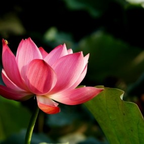 红莲传说_航海王基德