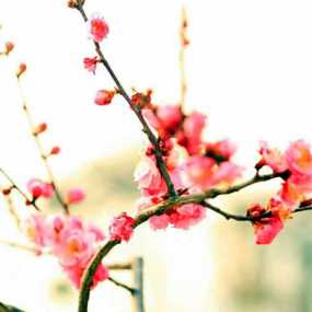 俏也不争春，只把春来报