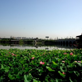 曲江南湖荷韵