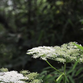 终南山--花与草