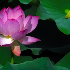 2012年荷塘轶事（又是一年荷花开）