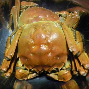 好鲜美的大闸蟹呀！