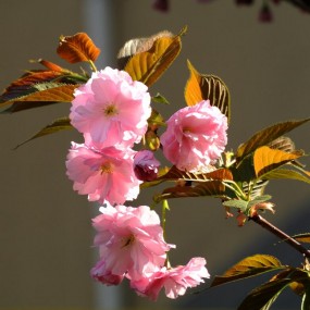烂漫枝头樱花妍