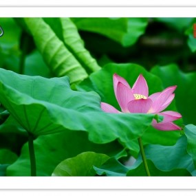 正是一年赏荷时