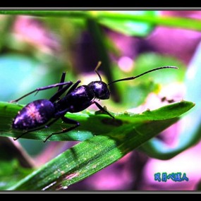 很久没发片，发组微距