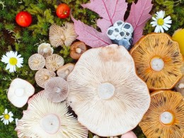 美丽蘑菇 | 摄影师Jill Bliss