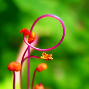 地雷花的内心世界