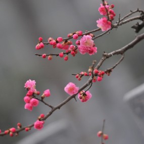 红梅报春于古城