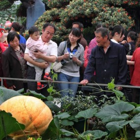 蔬菜之乡-山东寿光