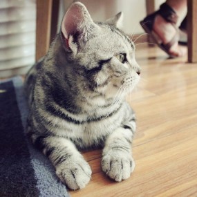 墙墙猫咖啡 喵喵(原创)-航海王基德