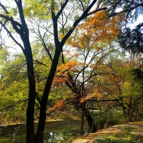 冬游兴庆宫、醉美银杏林。