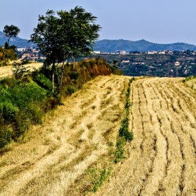 白鹿原（五）大地风采
