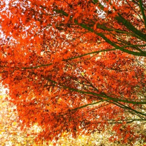 名校(交大)深秋游攝