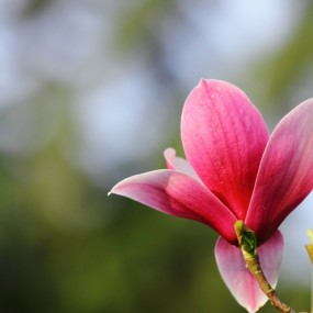 【小于】---牡丹苑随拍