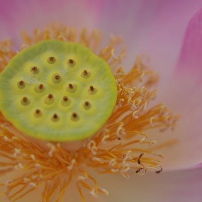 ——荷花花蕊（微距）——