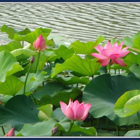 荷叶罗裙一色裁， 芙蓉向脸两边开。