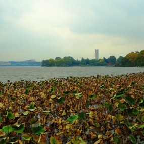雨后深秋玄武湖