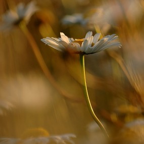 细微处的美：Jacek Gnoinski摄影赏析（上）