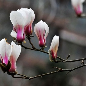 北京的玉兰花开了