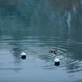 落雪--西湖