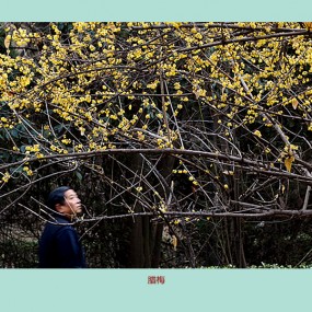 【习拍】 腊月拍腊梅