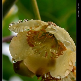 雨后——猕猴桃花
