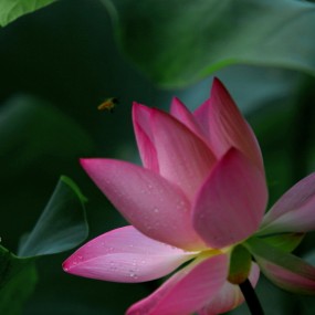 丰庆公园再拍荷