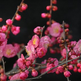 红莓花儿开 且待春日来