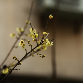 1213，加装了CPL后拍摄的花朵（交流贴）