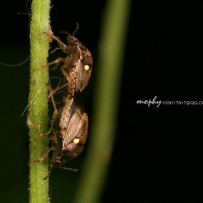 精灵细语3--航海王基德