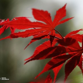 【春天的红叶】