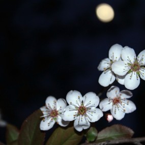 下班无聊，拍两张。18-55还挺实用。