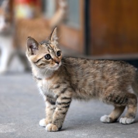 邻居家的小猫咪第一季