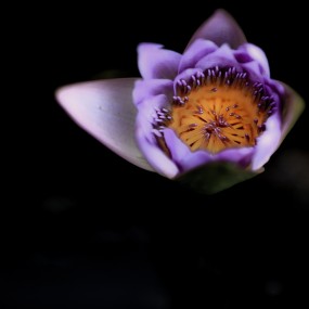 荷.莲说-航海王基德