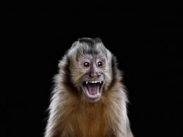 Brad Wilson 野生动物摄影