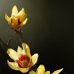 【腊梅迎春】祝影友们元旦快乐