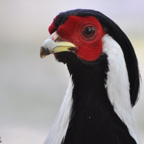 兴庆公园那些鸟