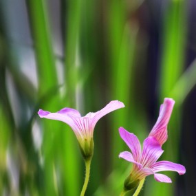 盆栽仙人掌里的小野花