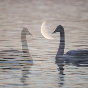 我的生态摄影（不断更新）