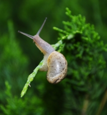 雨后蜗牛