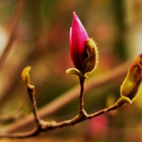 西安玉兰花（植物园） 4