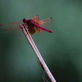 红蜻蜓